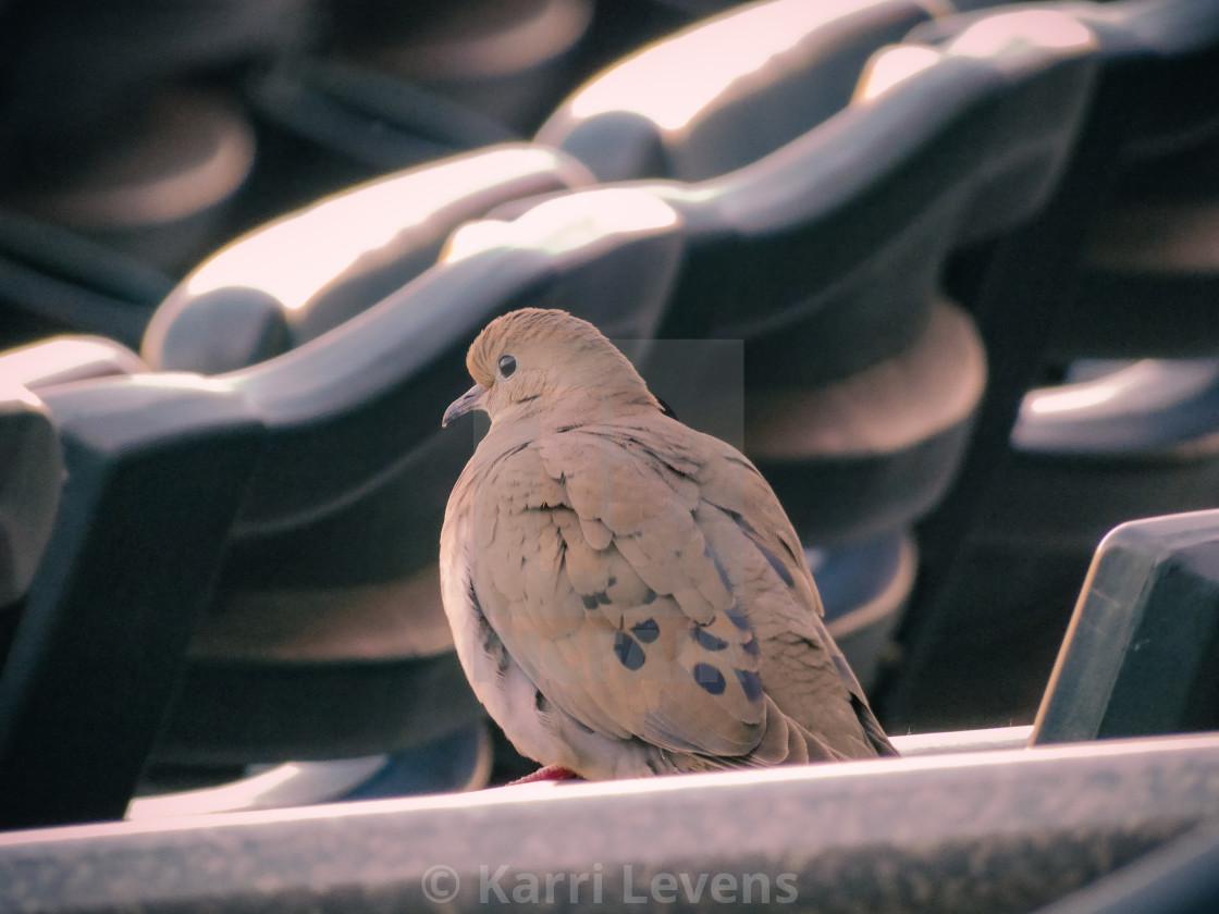 "Mourning Dove Enjoying A Baseball Game" stock image