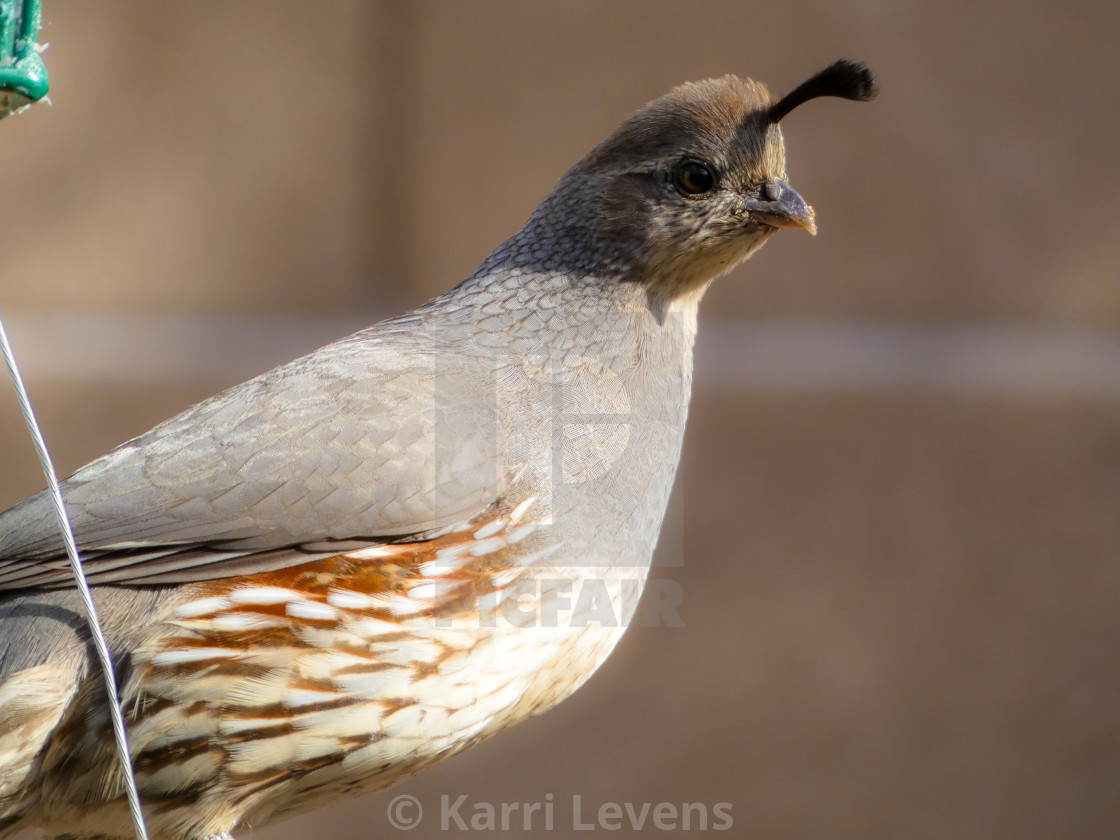 "Close Up Photo Of A Female Quail" stock image