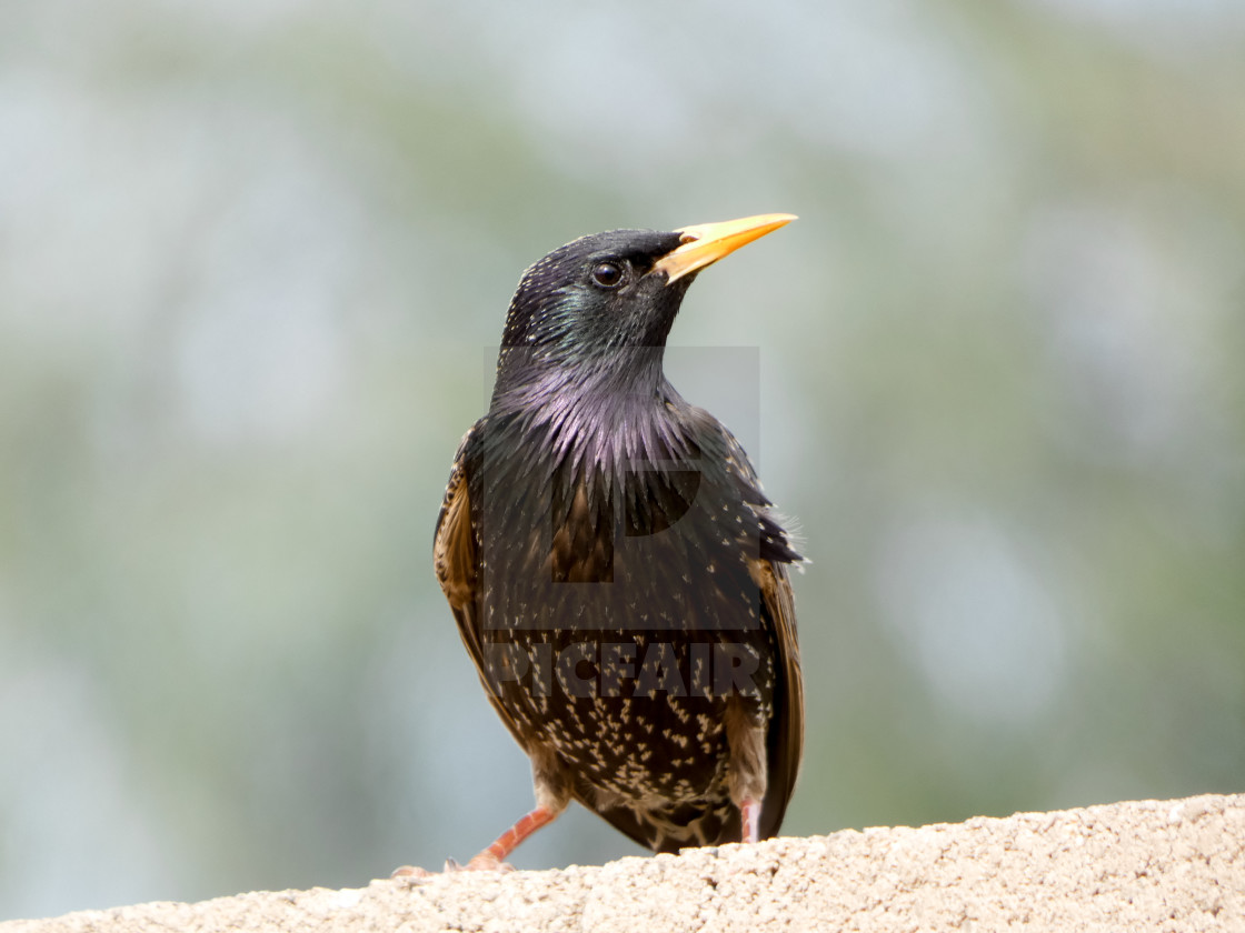 "Photo Of A Common Starling On A Brick Wall" stock image