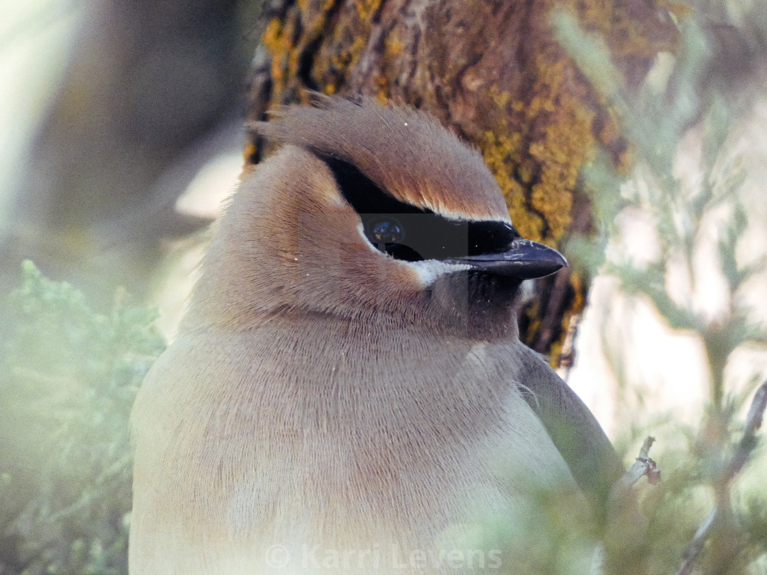 "Close Up Photo Of A Cedar Waxwing" stock image