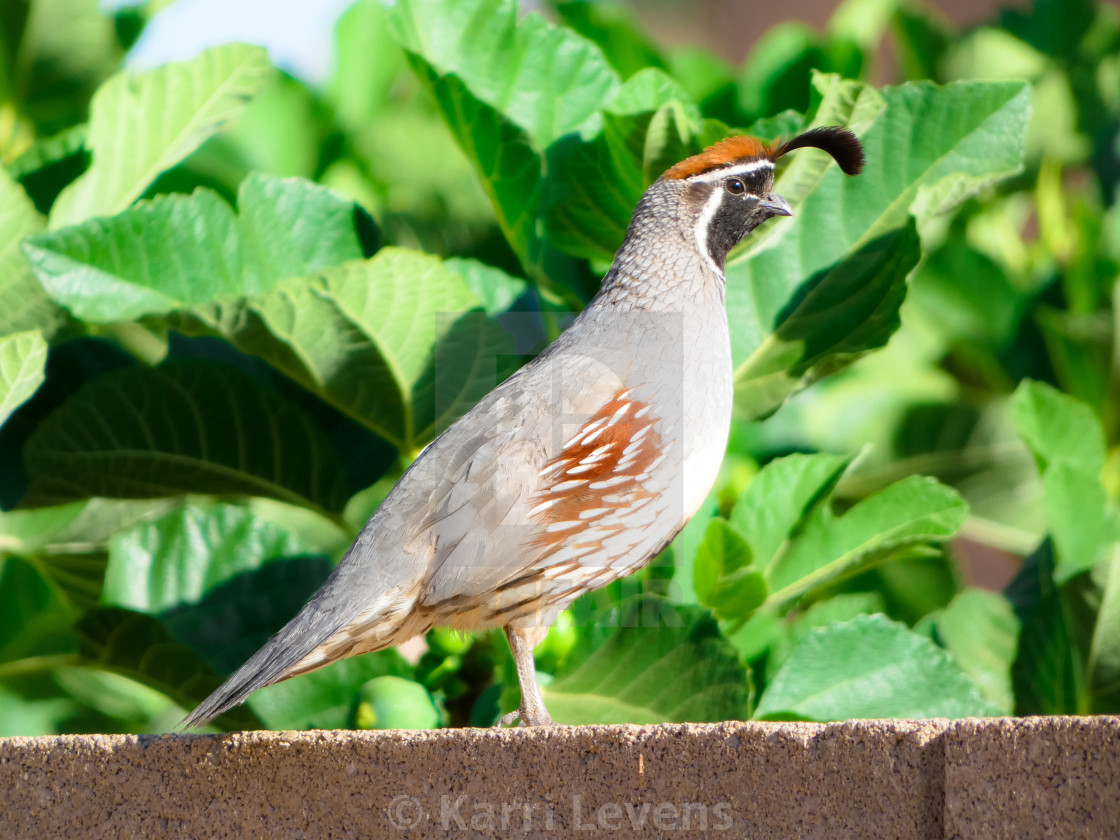 "Photo Of A Male Quail On A Brick Wall" stock image