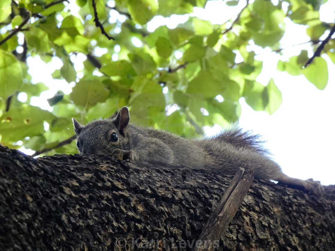 "Squirrel In A Tree" stock image