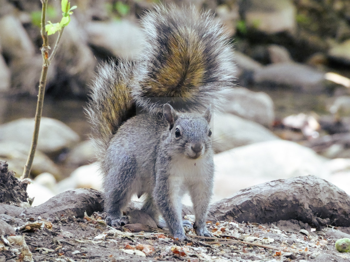 "Close Up Photo Of A Squirrel" stock image