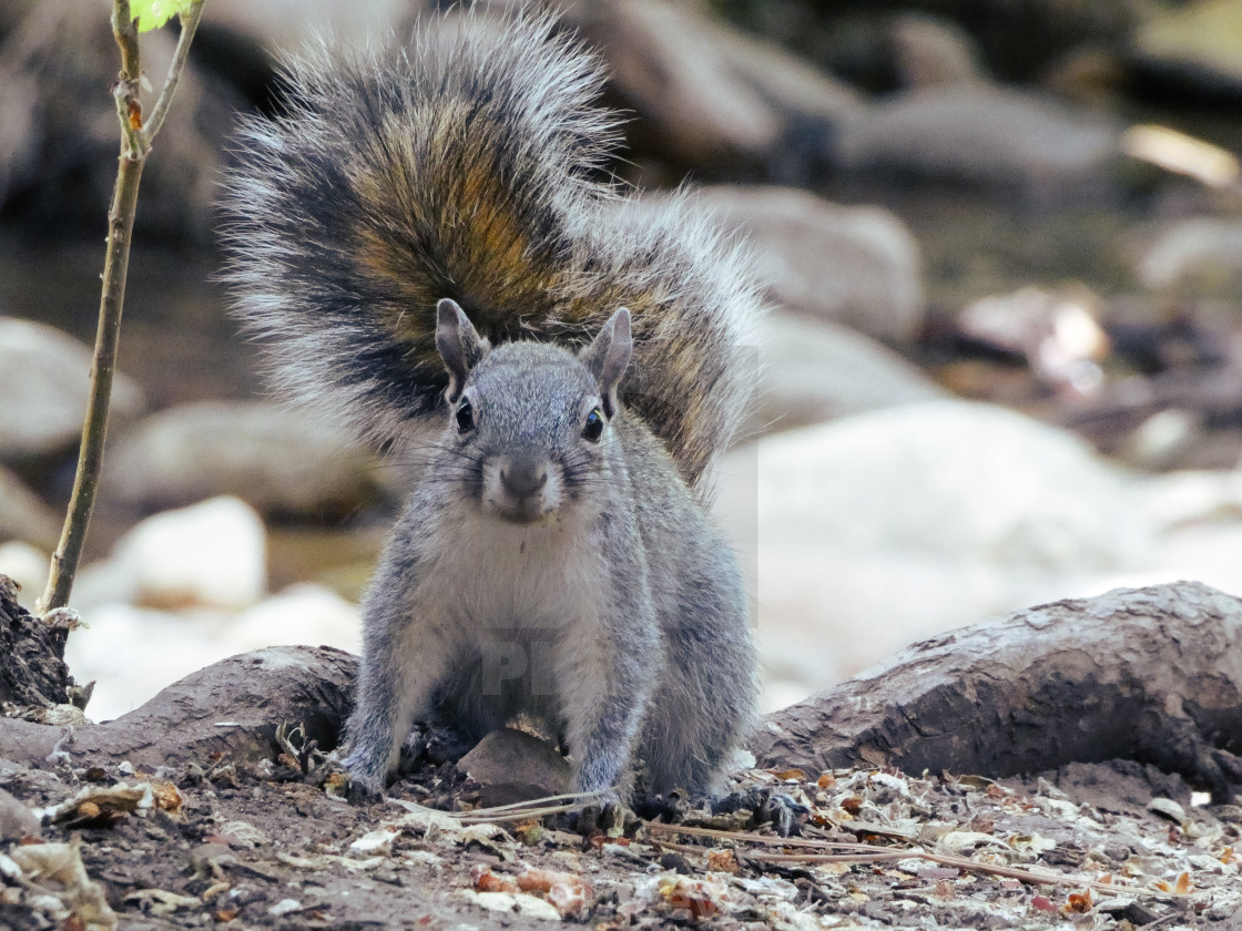 "Close Up Photo Of A Squirrel" stock image