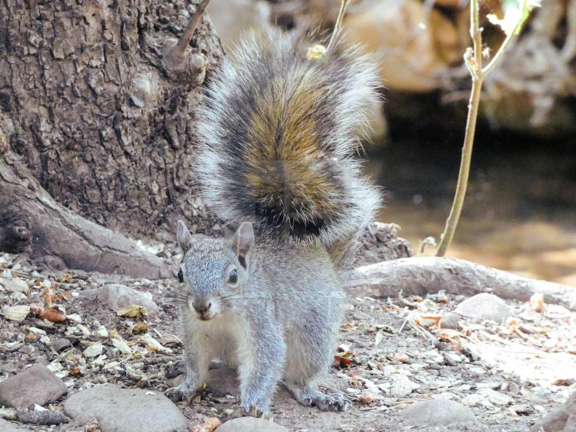 "Close Up Photo Of A Squirrel" stock image