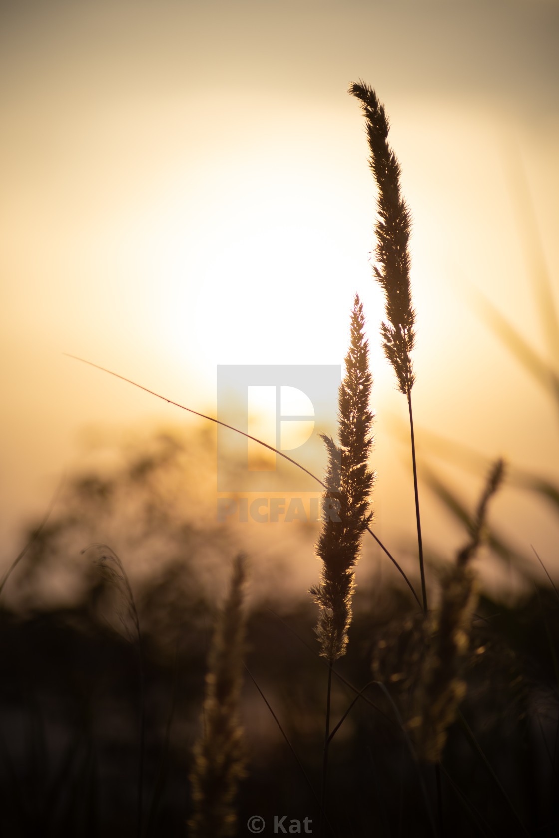 "Sunset details" by Kat - $15.33 "Sunset details" stock image