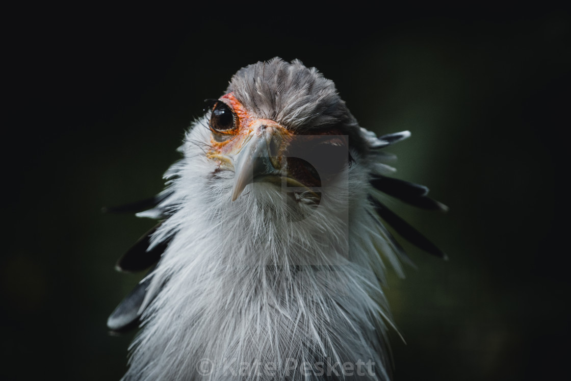 "Secretary Bird" stock image