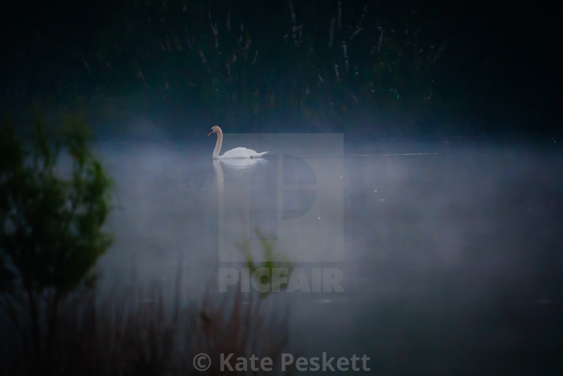"Misty Swan" stock image