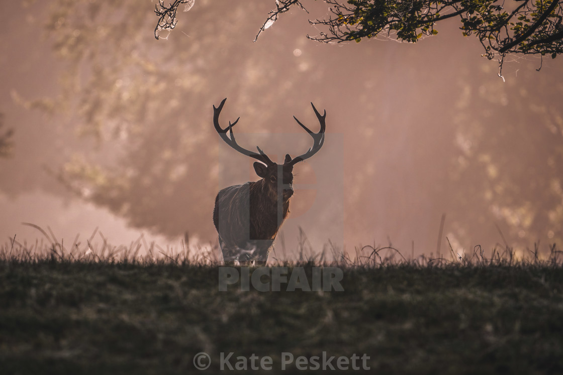 "Stag at Sunrise" stock image