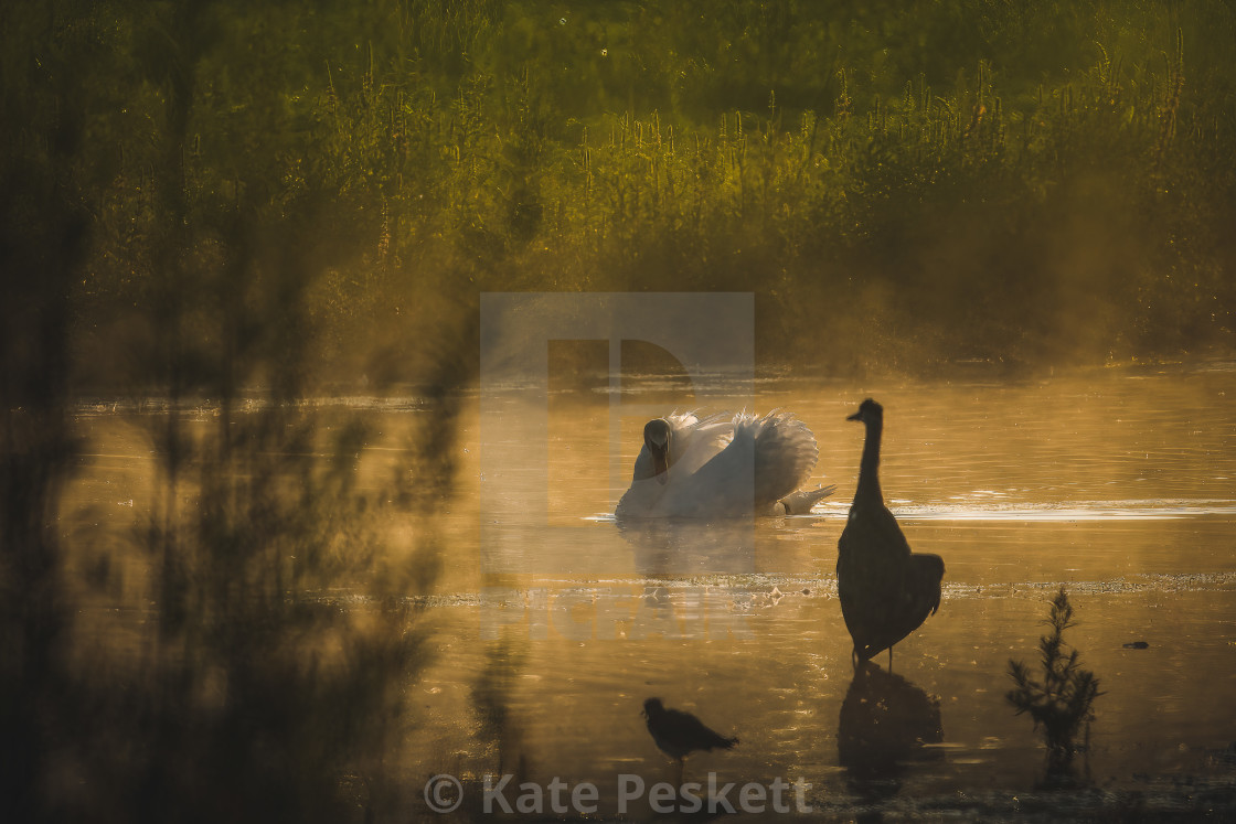 "The Heron and Swan" stock image