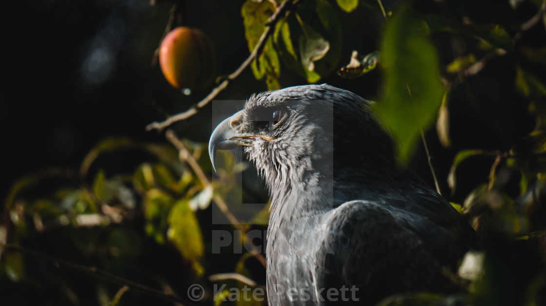 "Chilean Blue Eagle" stock image