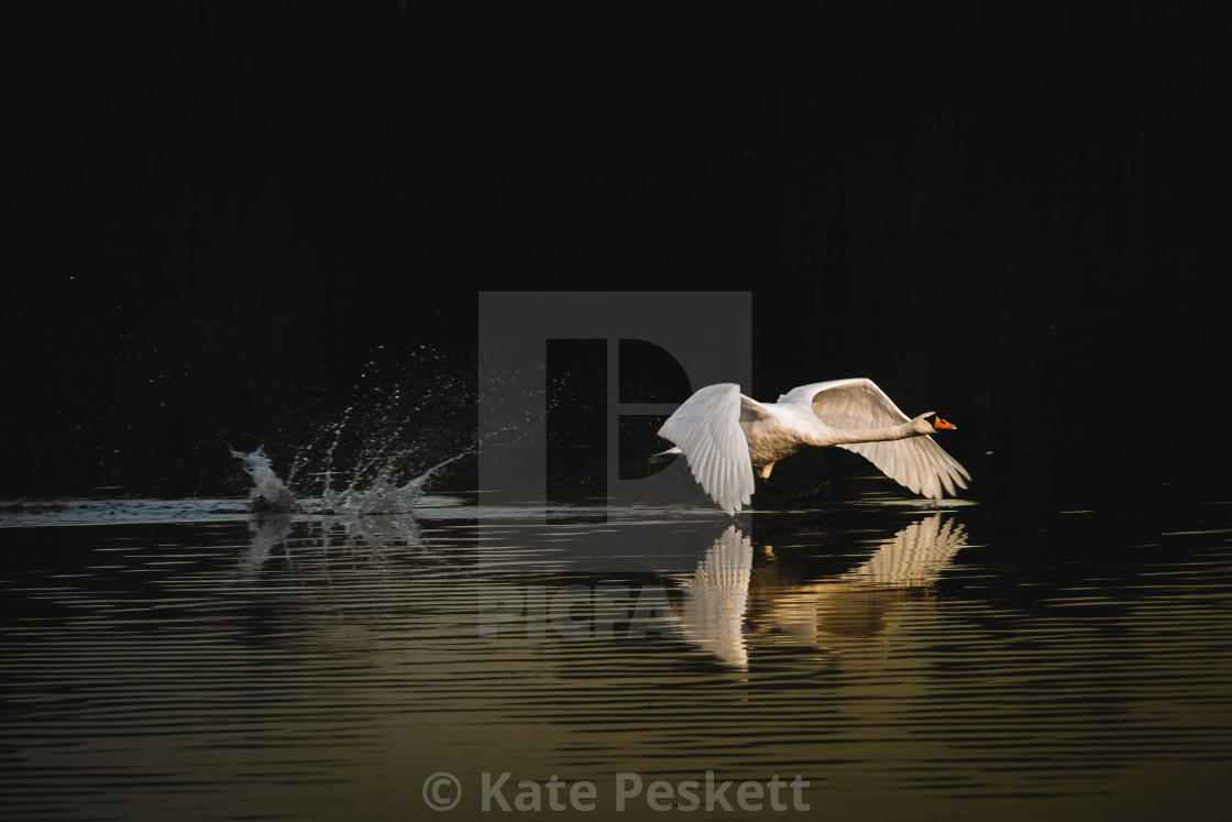 "Making a Splash" stock image