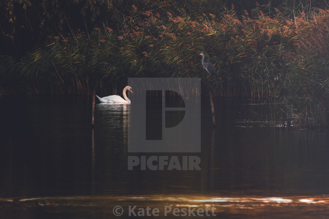 "The Heron and the Swan" stock image