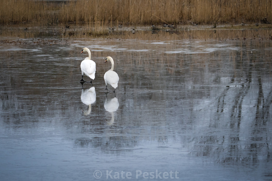 "Swan March" stock image