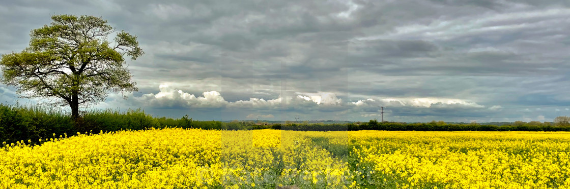 "Yellow" stock image