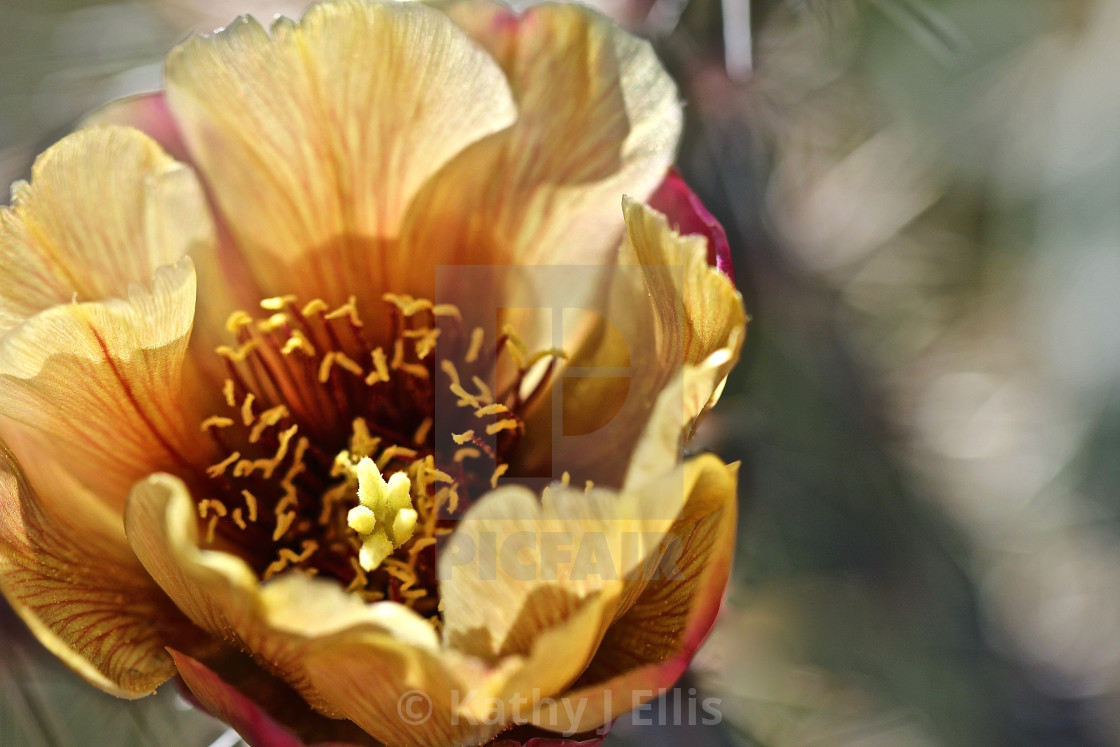 "Beige Cactus Flower" stock image