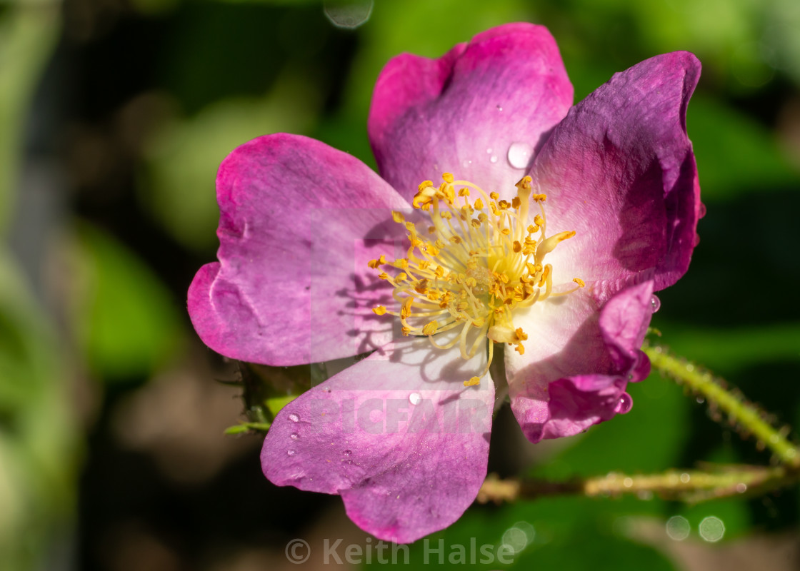 "Veilchenblau Rambling Rose" stock image