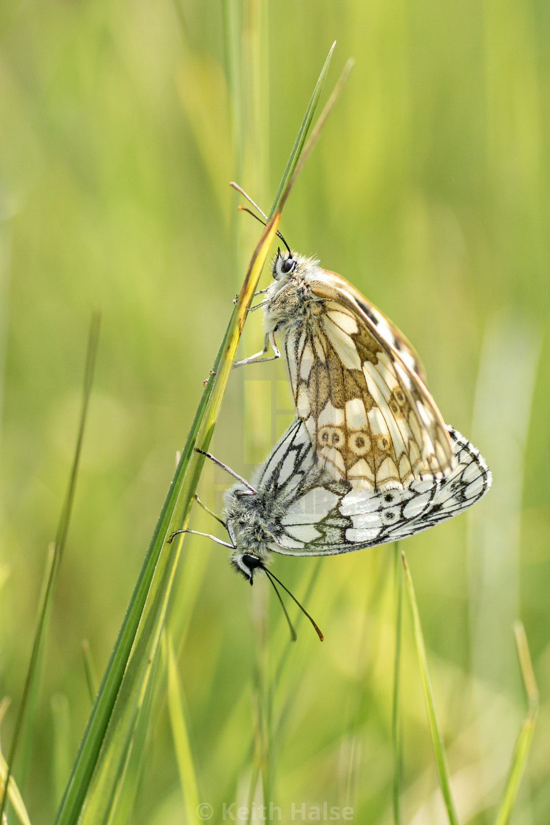 "Pair of Mating Marbled White Butterflies, Melanargia Galathea" stock image