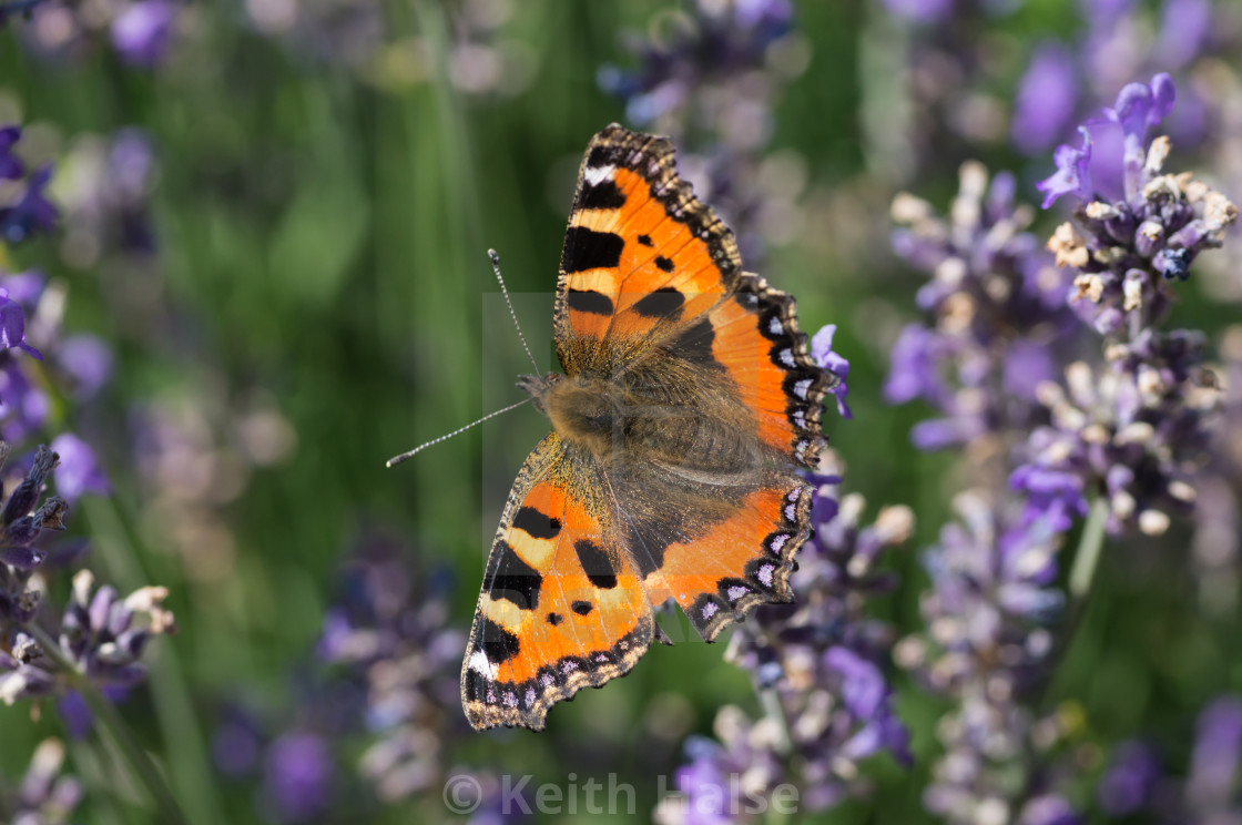 "Small Tortoiseshell Butterfly on Lavender" stock image