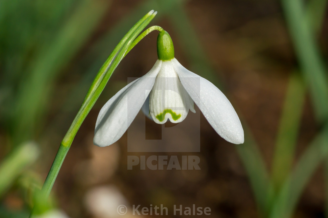 "Snowdrop" stock image