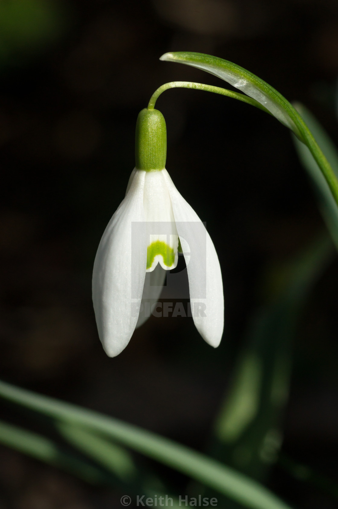 "Snowdrop" stock image