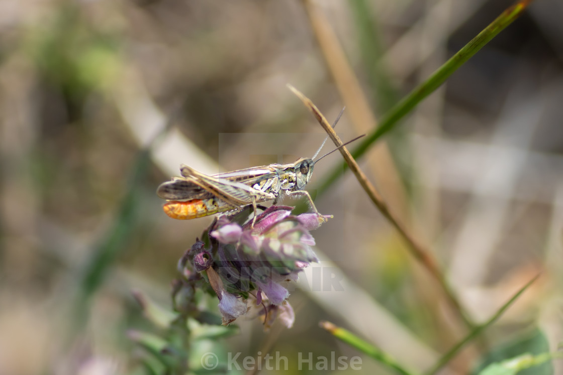 "Grasshopper" stock image