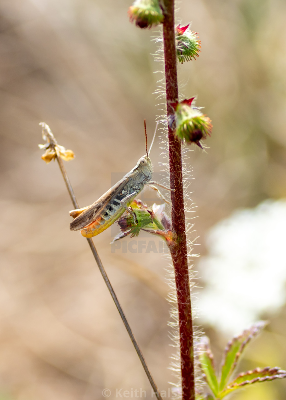 "Grasshopper" stock image