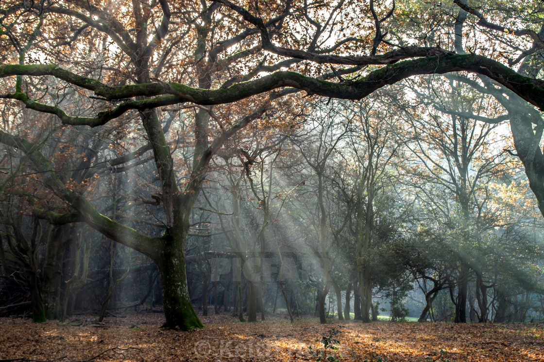 "New Forest Mist" stock image