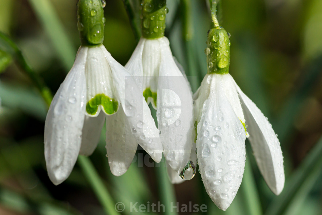 "Snowdrops and Raindrops" stock image