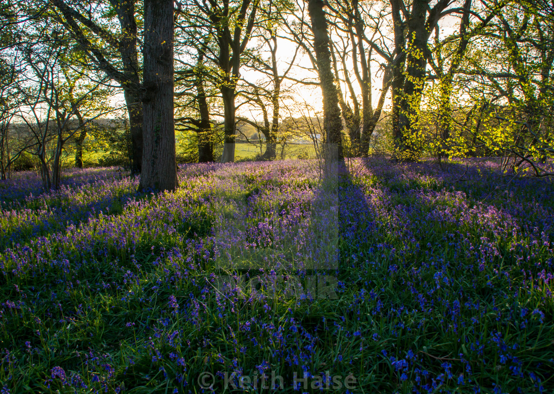 "Bluebell Wood at Sunset" stock image