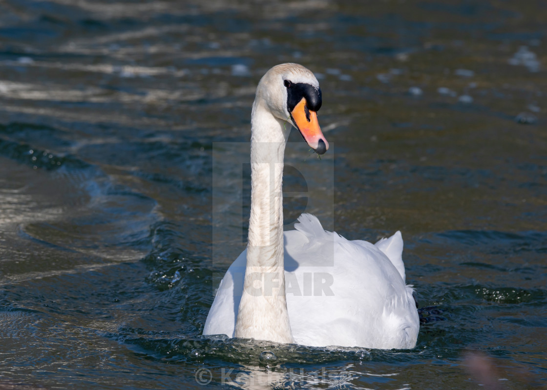 "Mute Swan" stock image