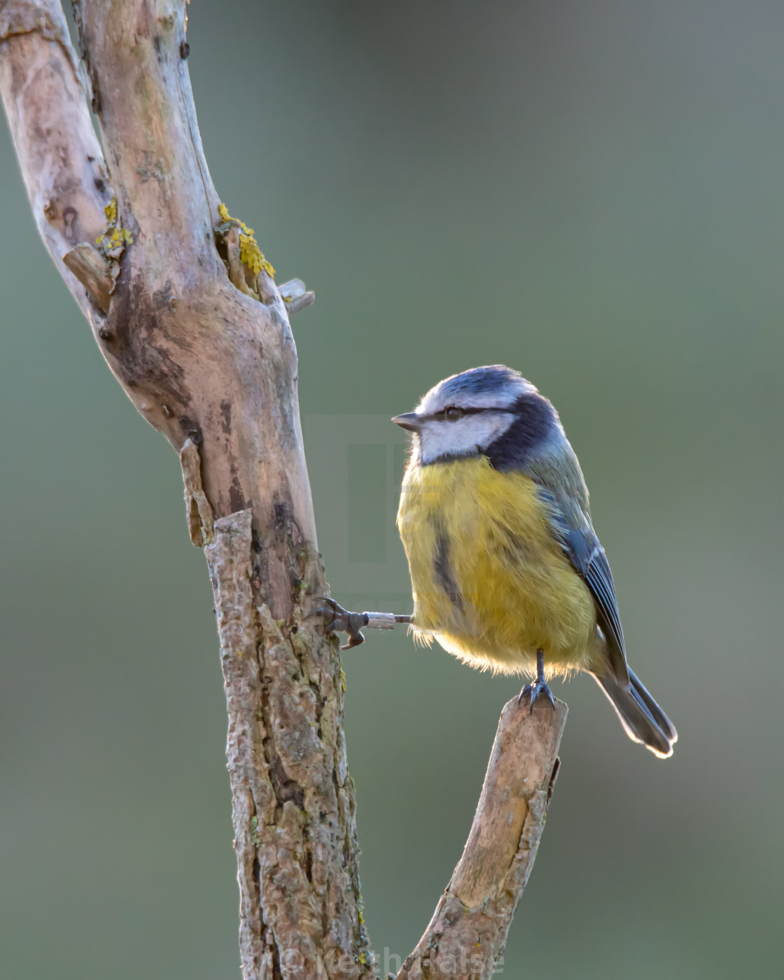 "Blue Tit" stock image