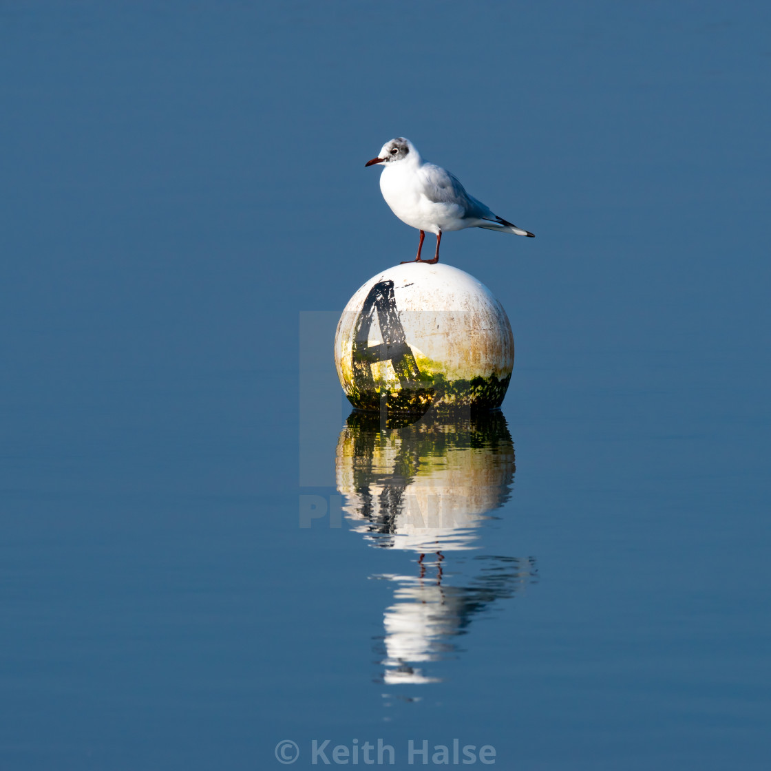 "Seagull perched on a buoy" stock image