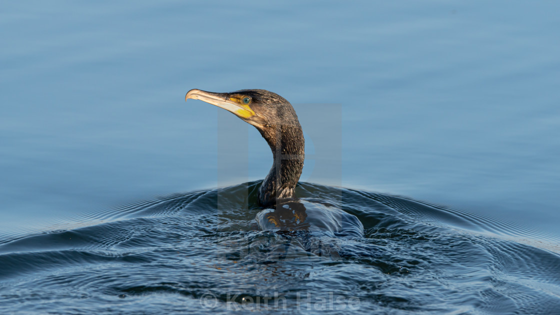 "Cormorant" stock image