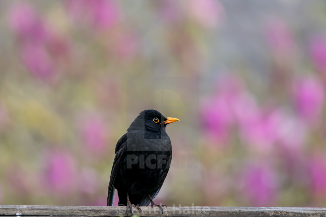 "Blackbird on a fence" stock image