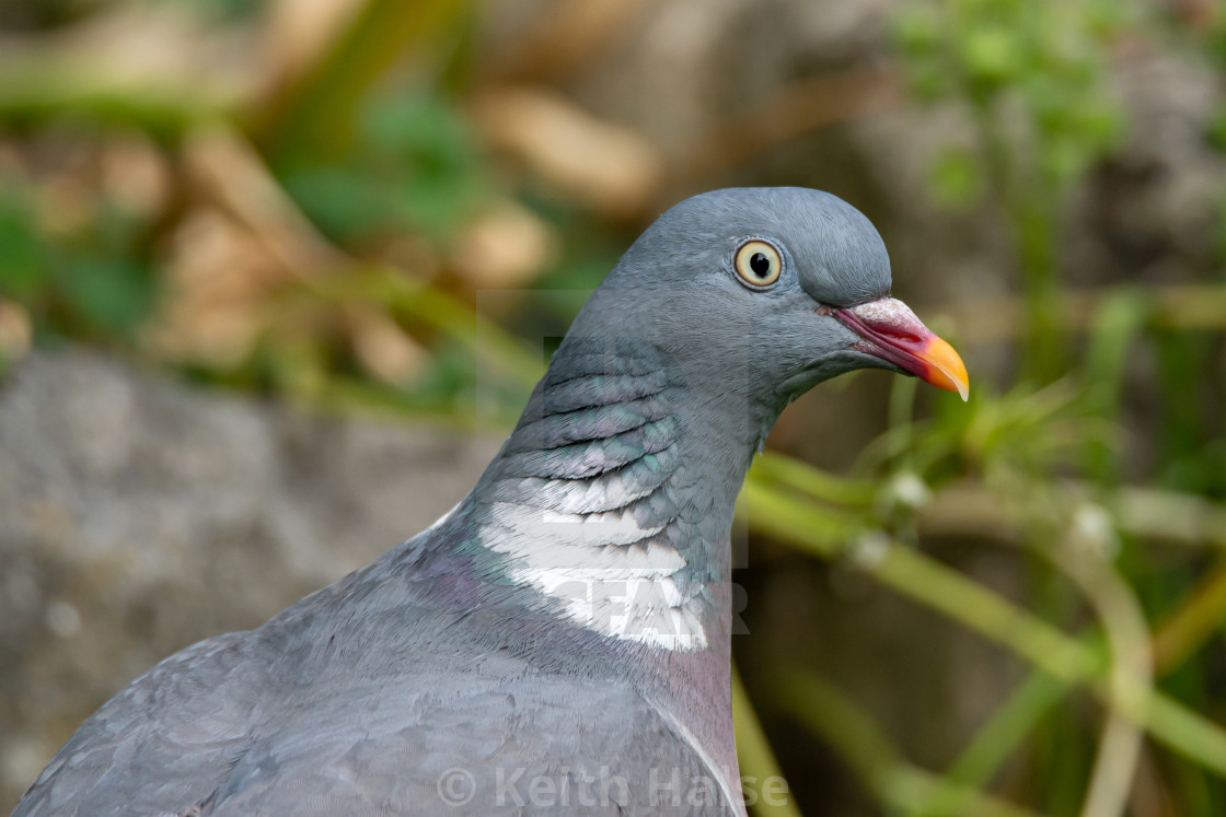 "Wood Pigeon" stock image