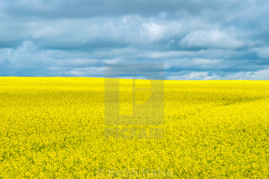 "Yellow Rapeseed Field" stock image