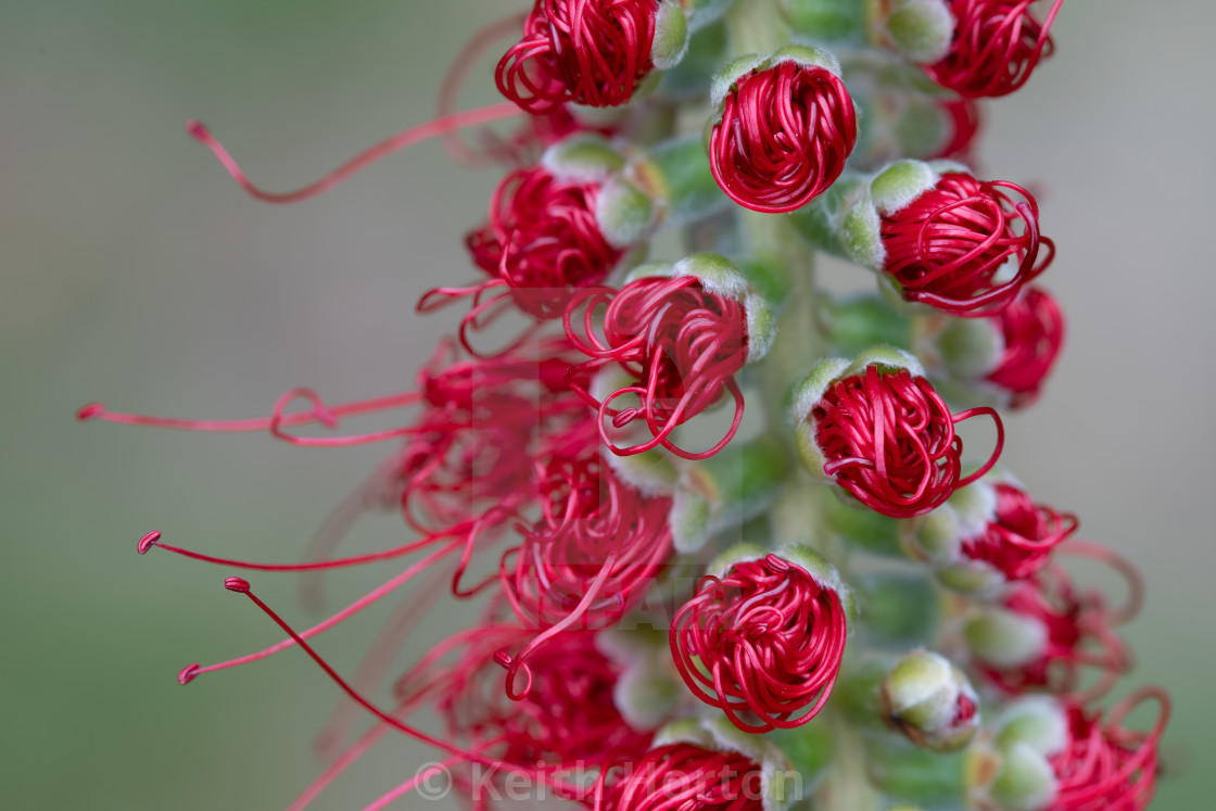 "Close-up of bottlebrush flower opening" stock image