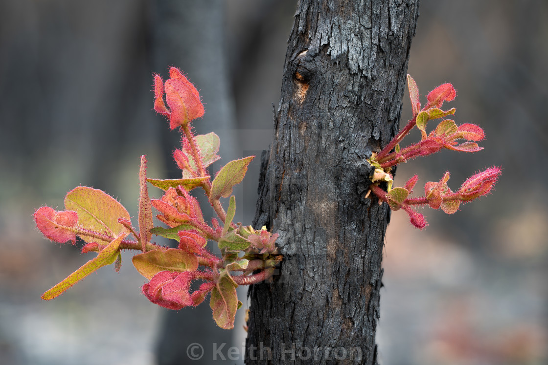 "Dwarf Apple gum recovering from fire" stock image