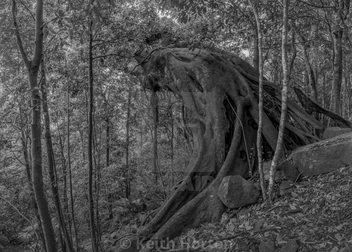 "Large fig tree" stock image