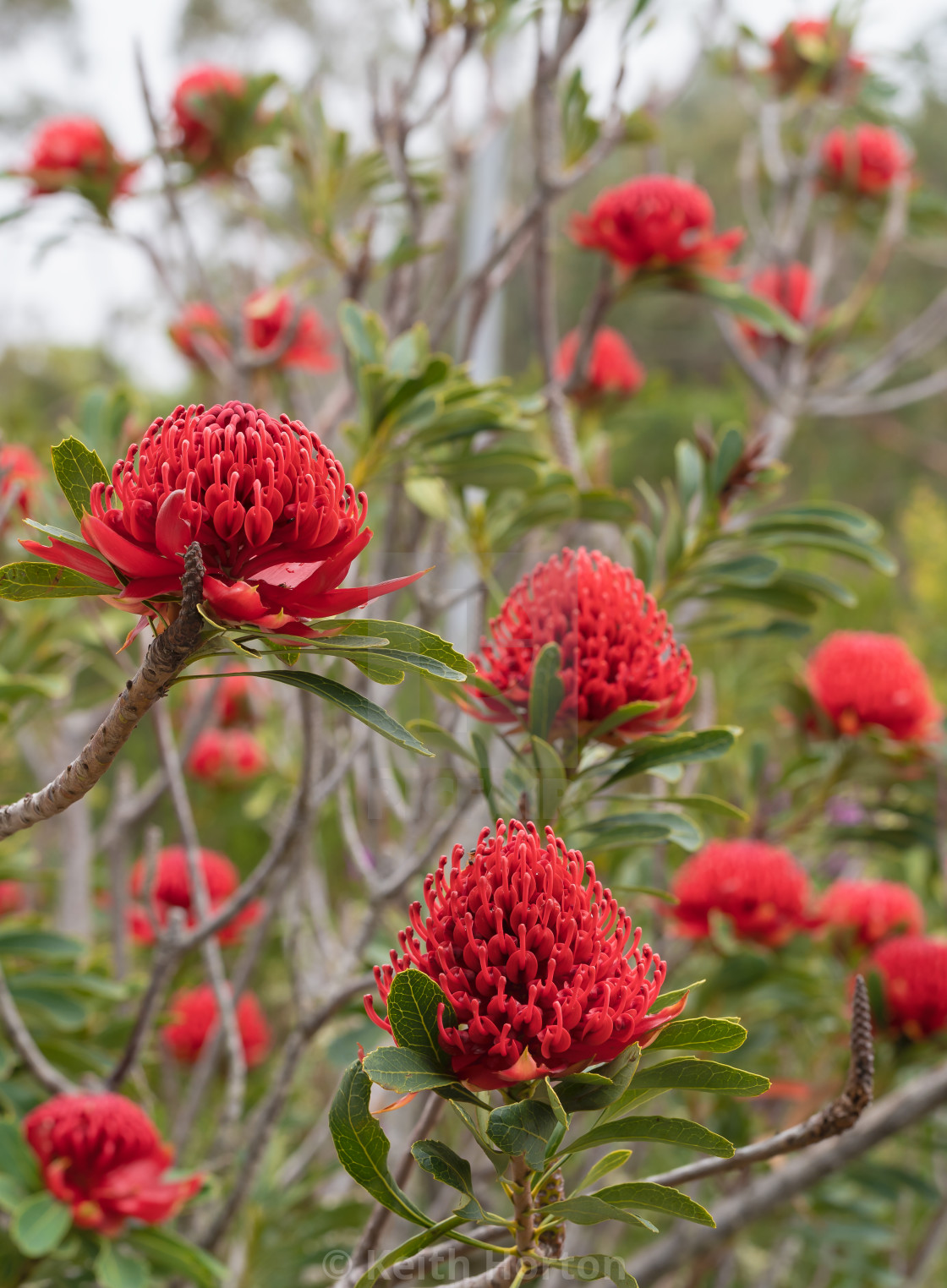 "Waratah flowers" stock image