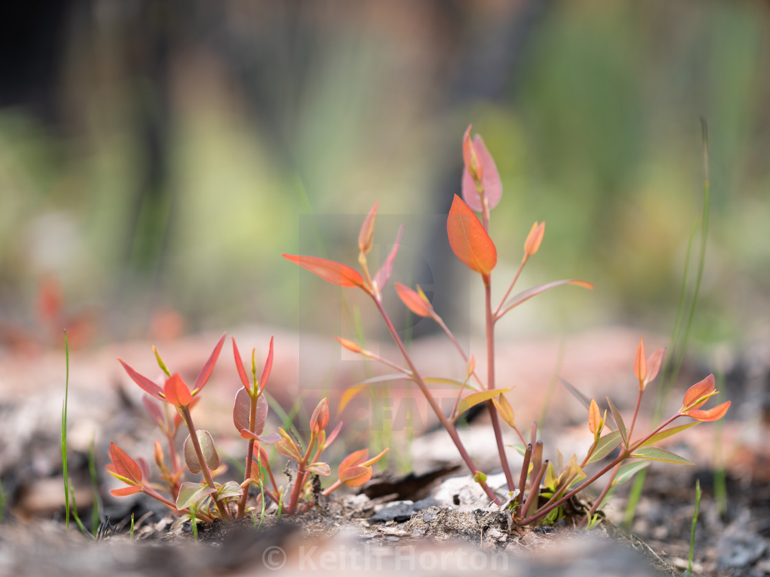 "Sydney red gum recovering after fire" stock image