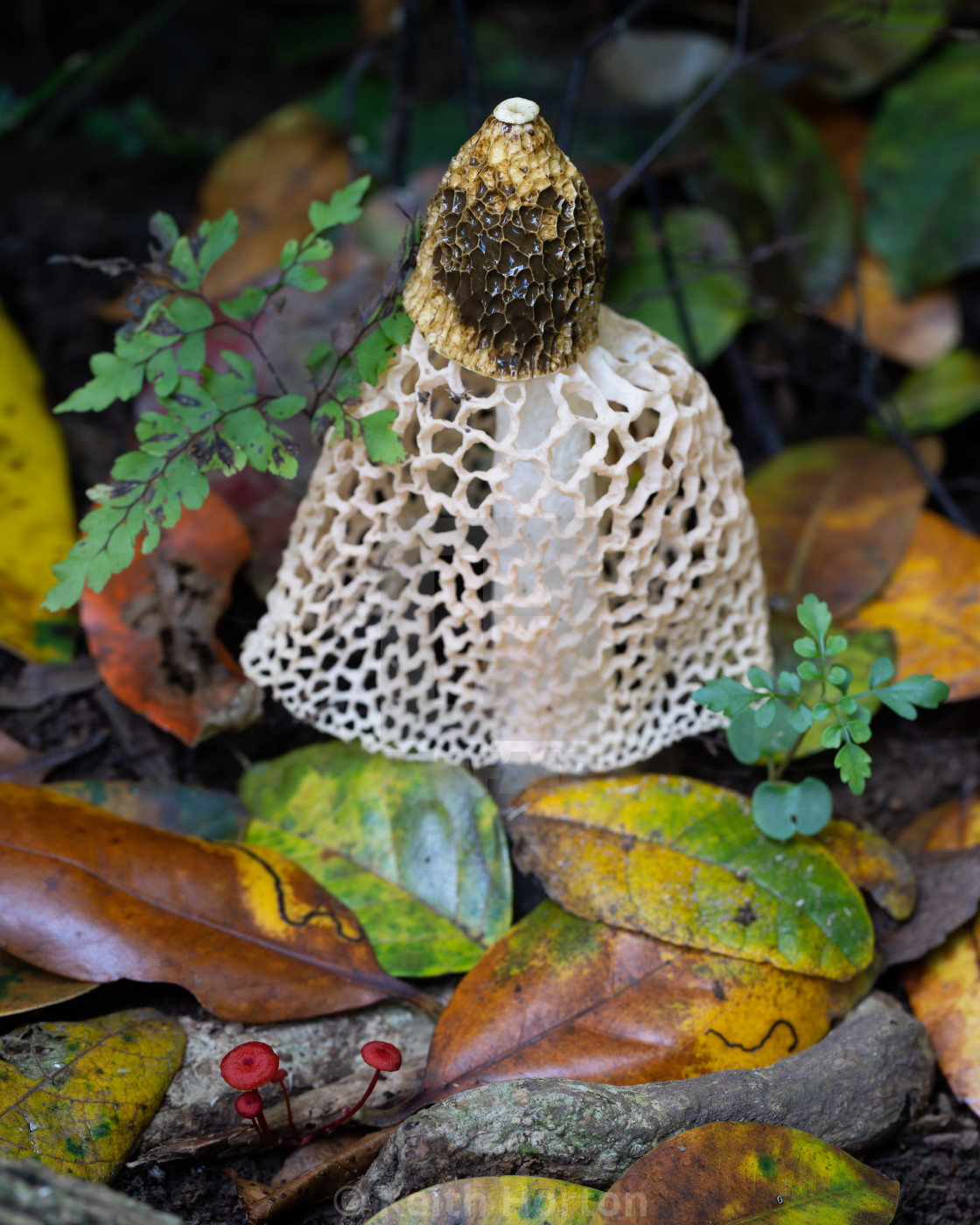 "'Veiled Lady' stinkhorn with fallen leaves" stock image