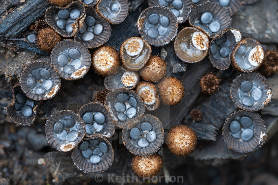 "Birds nest fungi" stock image