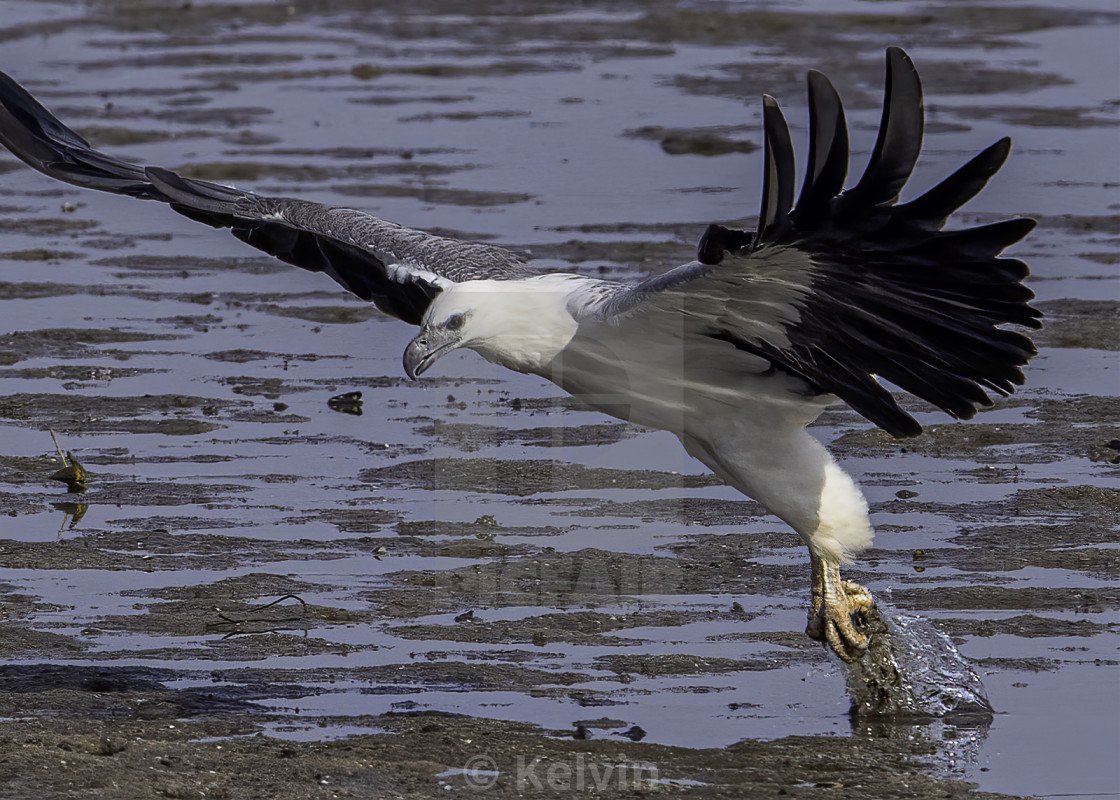 "White bellied sea eagle dive action" by Kelvin - $74.71 "White bellied sea eagle dive action" stock image