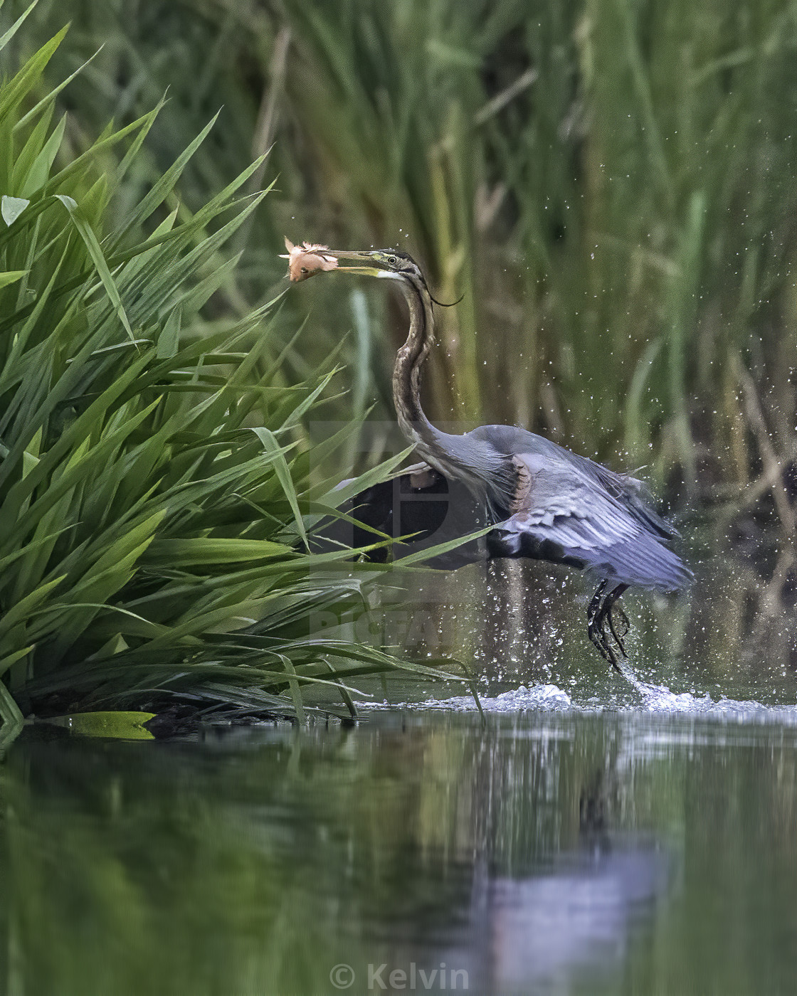 "Purple heron caught an orangy fish" by Kelvin - £62.00 "Purple heron caught an orangy fish" stock image