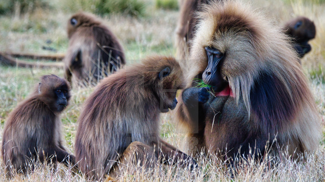 Family Bonds - License, download or print for £ | Photos | Picfair Family Bonds - License, download or print for £ | Photos | Picfair
