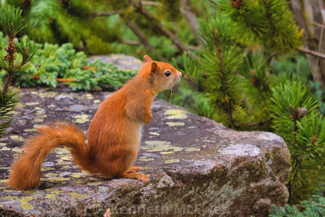 "Red Squirrel on the lookout" by Kenneth McEwen - £21.08 "Red Squirrel on the lookout" stock image