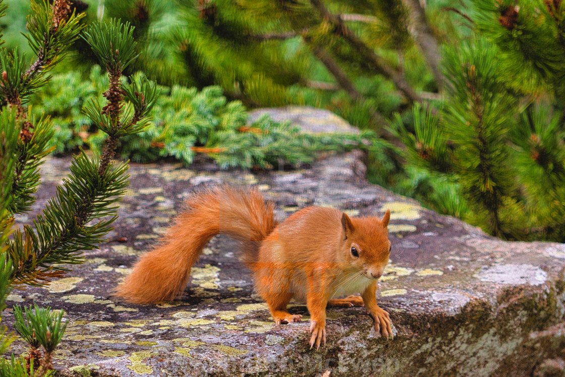 "Red Squirrel ready for action" by Kenneth McEwen - £19.84 "Red Squirrel ready for action" stock image
