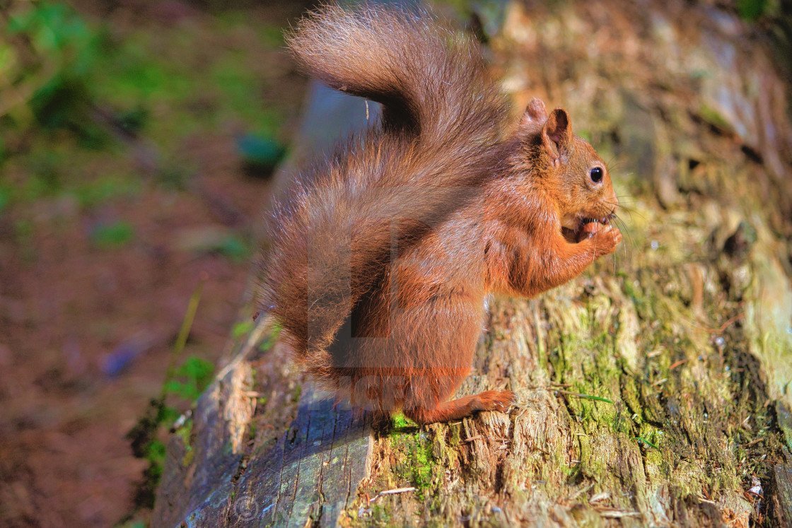 "Red squirrel eating hazelnut" by Kenneth McEwen - £18.60 "Red squirrel eating hazelnut" stock image